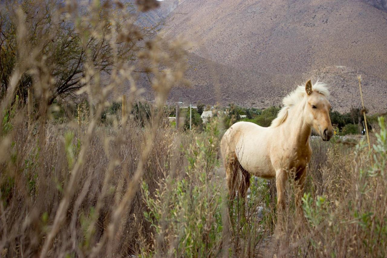 Astro Camping Elqui Experience Vicuña Eksteriør bilde